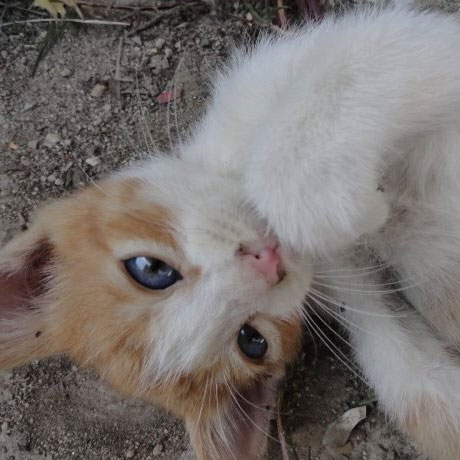 Kitten 1