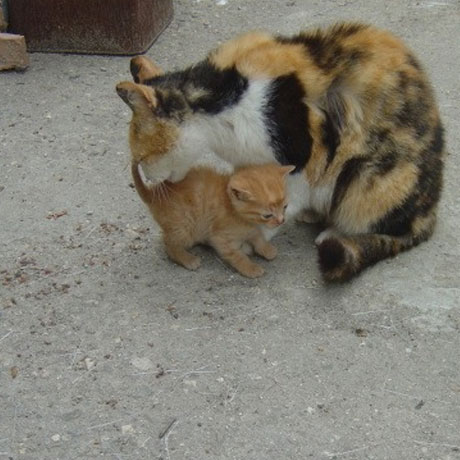 Kitten 2