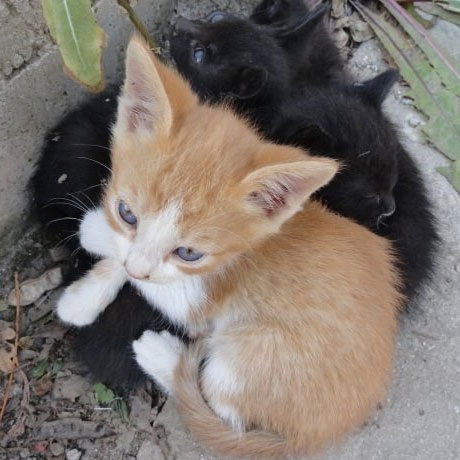 Kitten 3