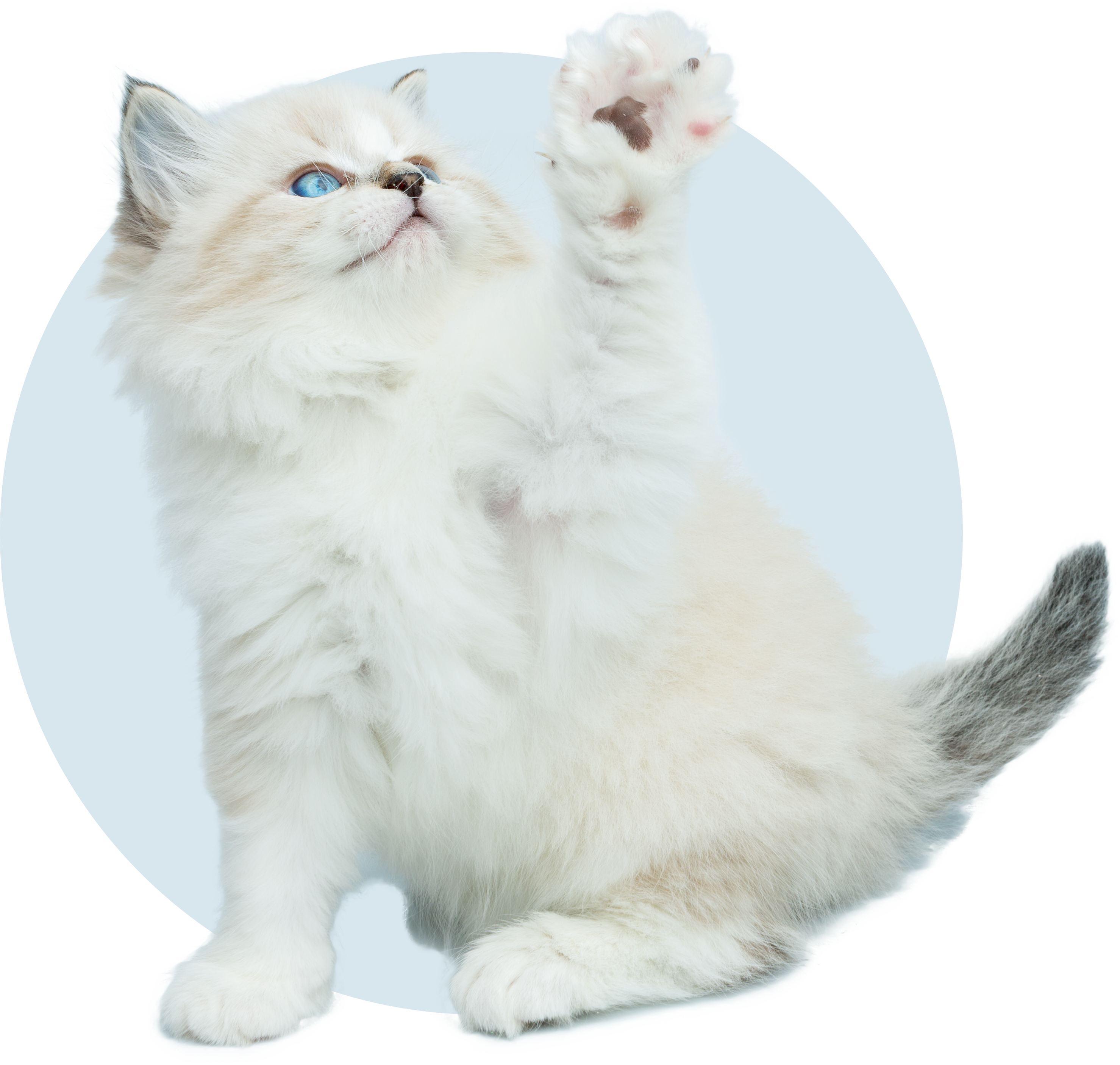 Cats love Zeokote